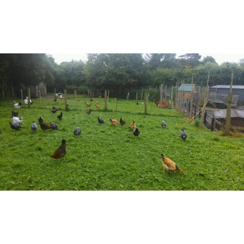 Pure bred poultry for sale