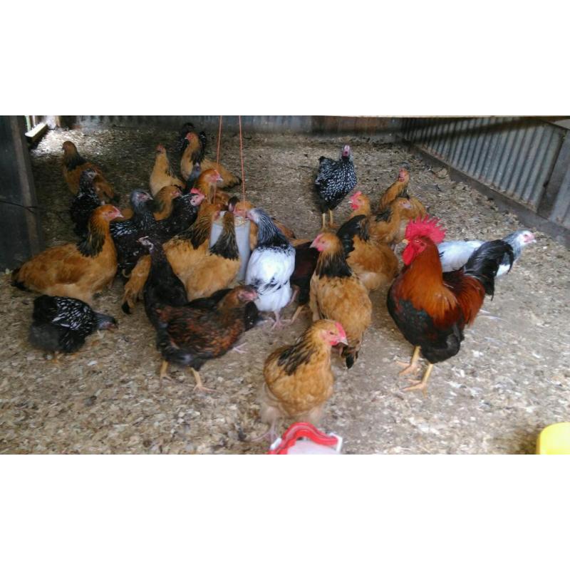 Pure bred poultry for sale