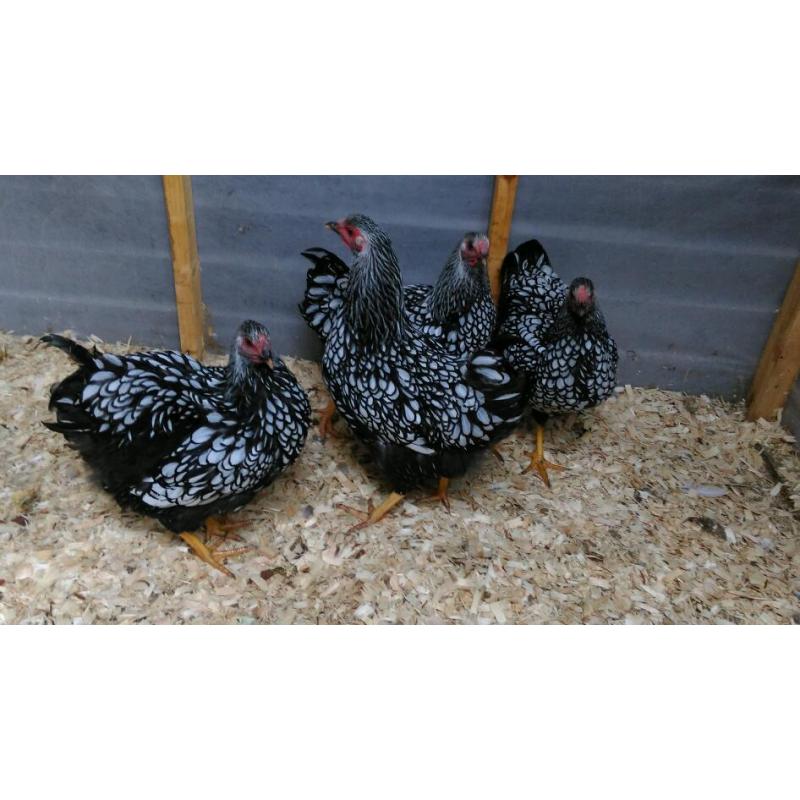 Pure bred poultry for sale
