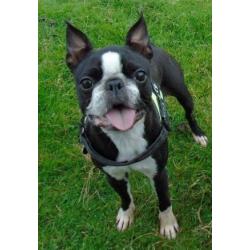 Boston Terrier Puppies