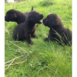Stunning pure bred labrador puppies
