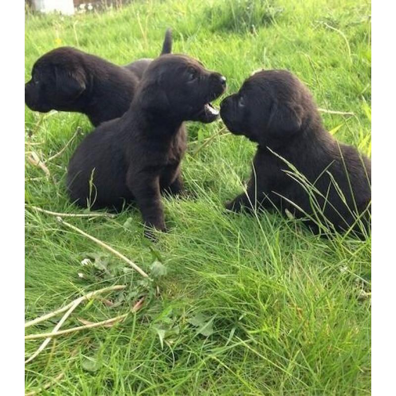 Stunning pure bred labrador puppies