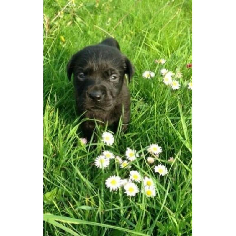 Stunning pure bred labrador puppies