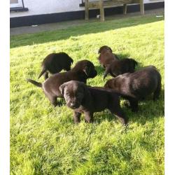 Stunning pure bred labrador puppies