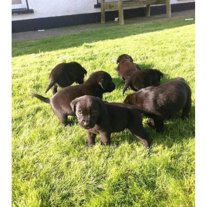 Stunning pure bred labrador puppies