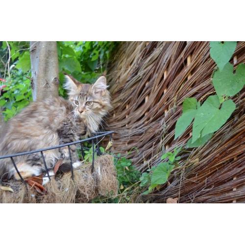 Pure Maine-coons for sale