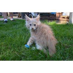 Pure Maine-coons for sale