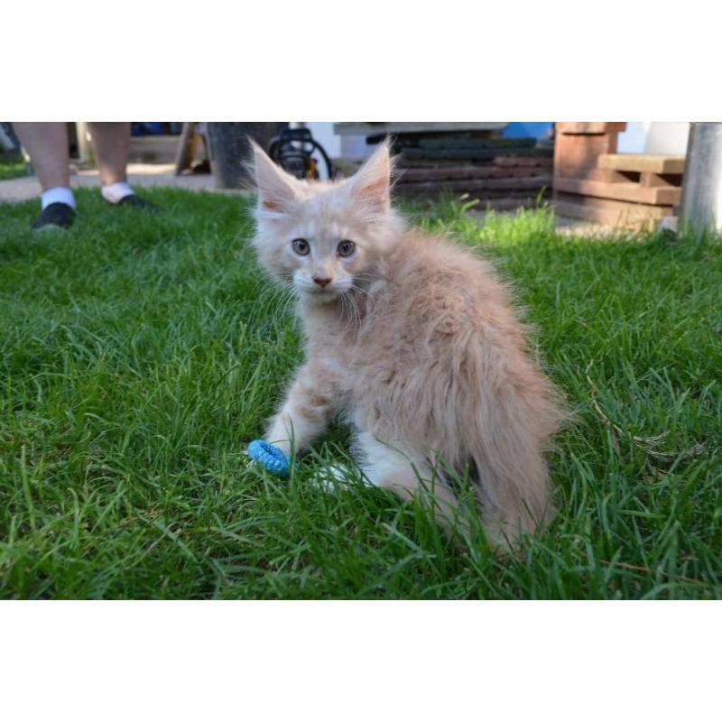 Pure Maine-coons for sale