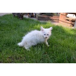 Pure Maine-coons for sale