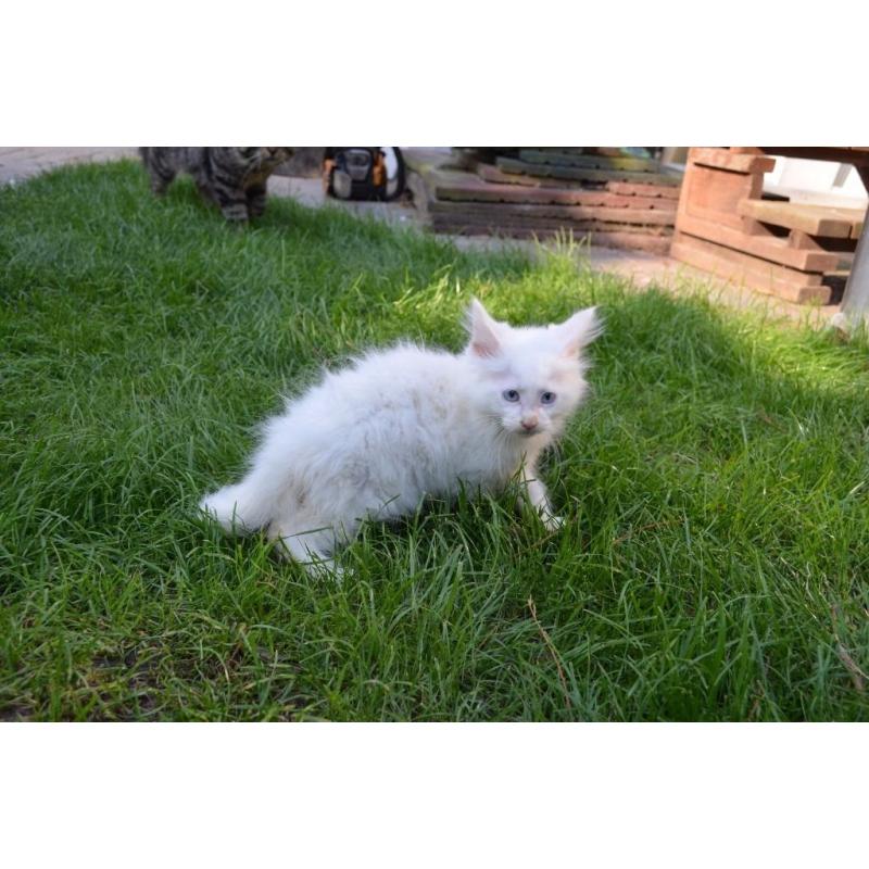 Pure Maine-coons for sale