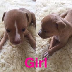 3 Staff X American bulldog Females left going fast