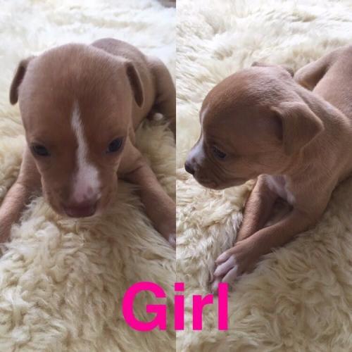 3 Staff X American bulldog Females left going fast