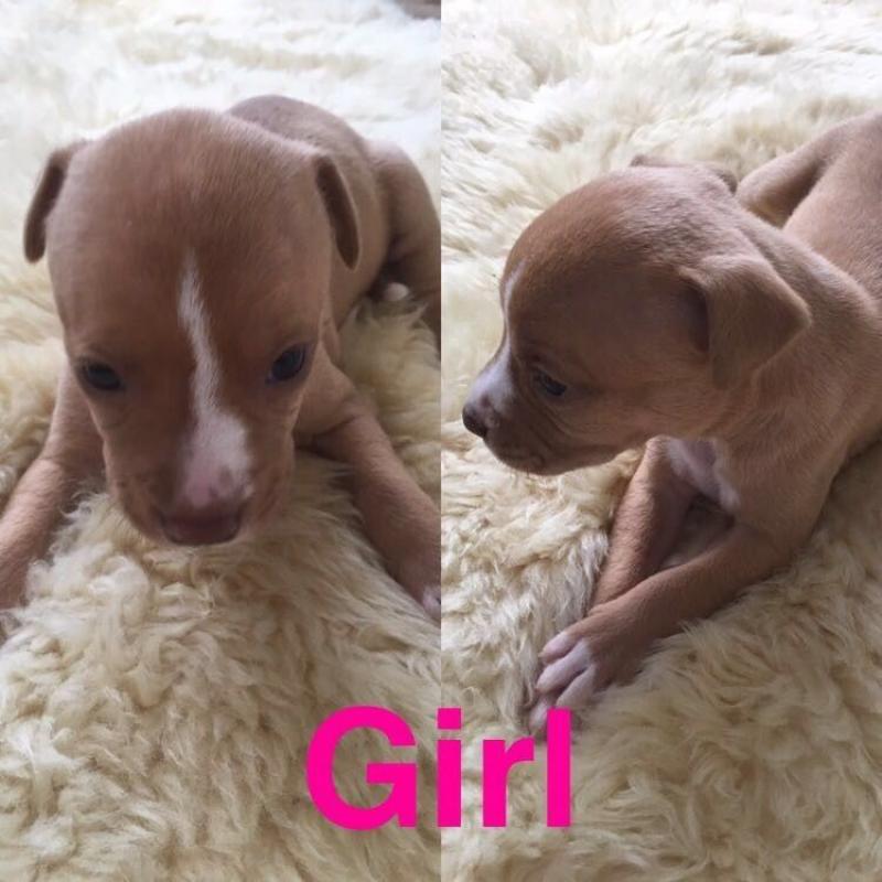 3 Staff X American bulldog Females left going fast
