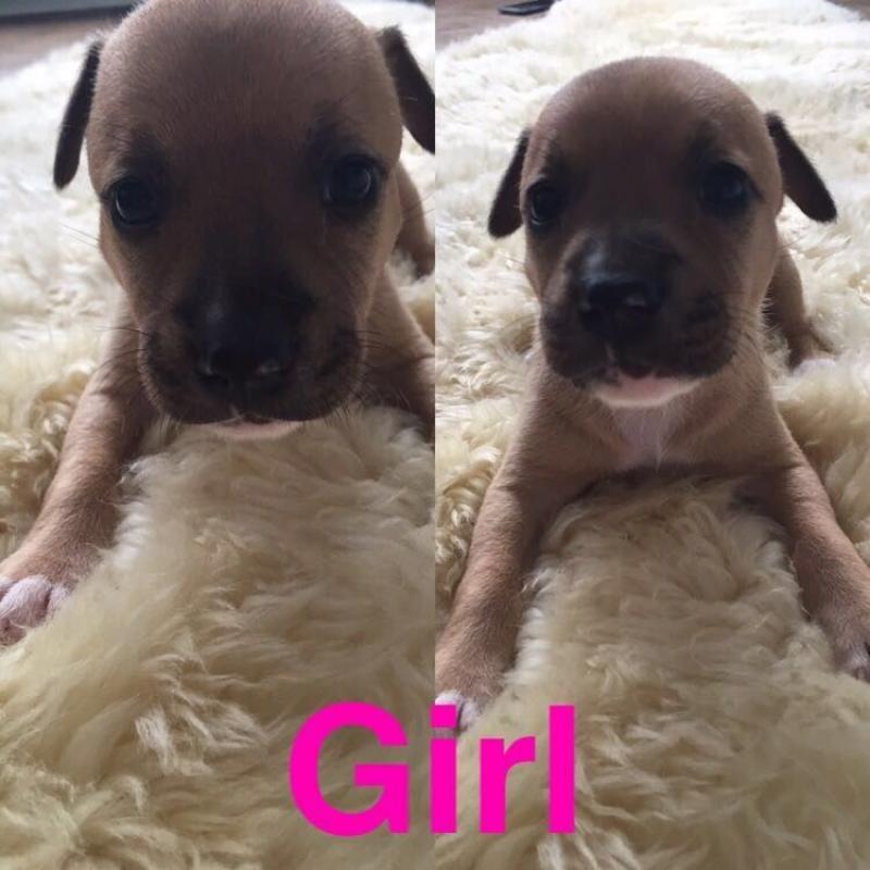 3 Staff X American bulldog Females left going fast
