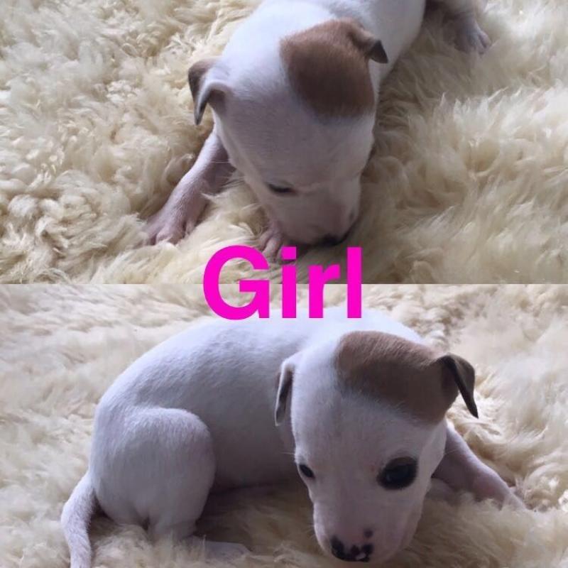 3 Staff X American bulldog Females left going fast