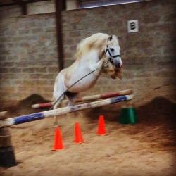 12.2 grey, Welsh pony, gelding for sale