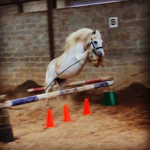 12.2 grey, Welsh pony, gelding for sale