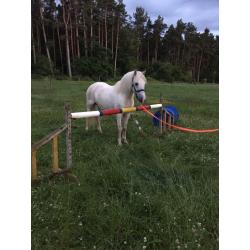 12.2 grey, Welsh pony, gelding for sale