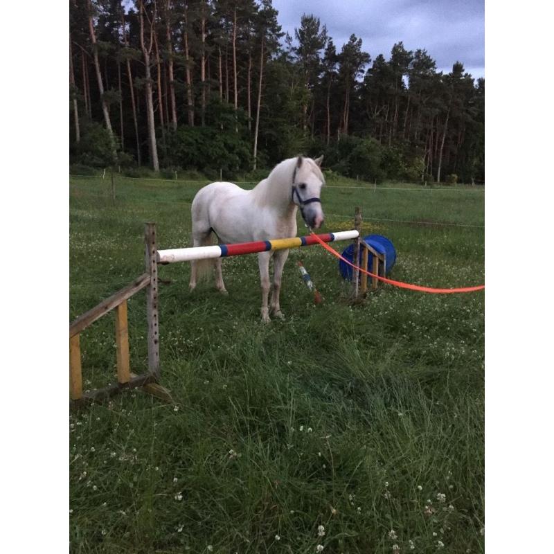 12.2 grey, Welsh pony, gelding for sale
