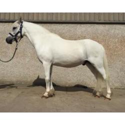 12.2 grey, Welsh pony, gelding for sale