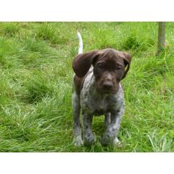 1 boy remaining. Stunning GSP pup KC registered ready now