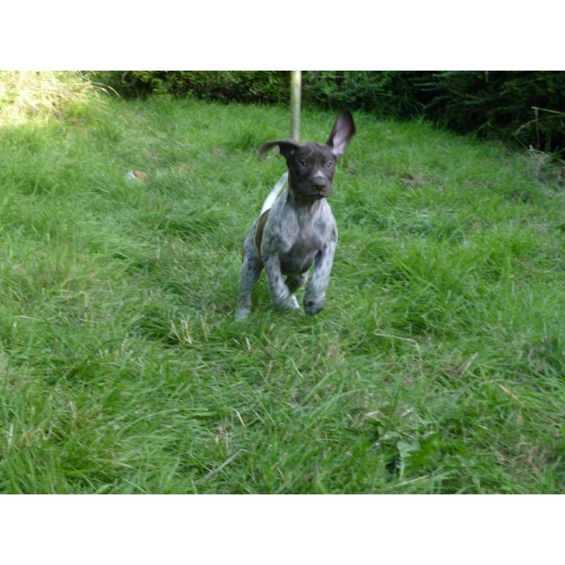 1 boy remaining. Stunning GSP pup KC registered ready now