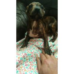 brindle staff pups for sale