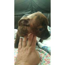 brindle staff pups for sale
