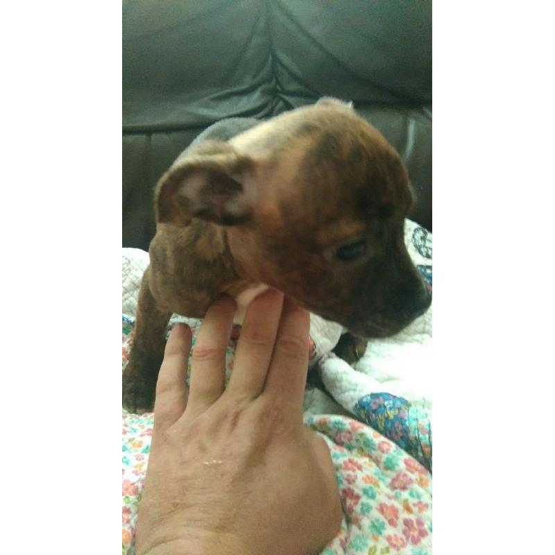 brindle staff pups for sale