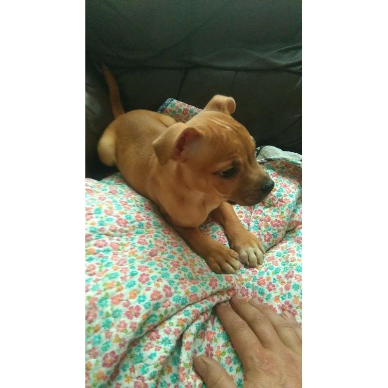 brindle staff pups for sale