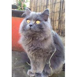British blue boy