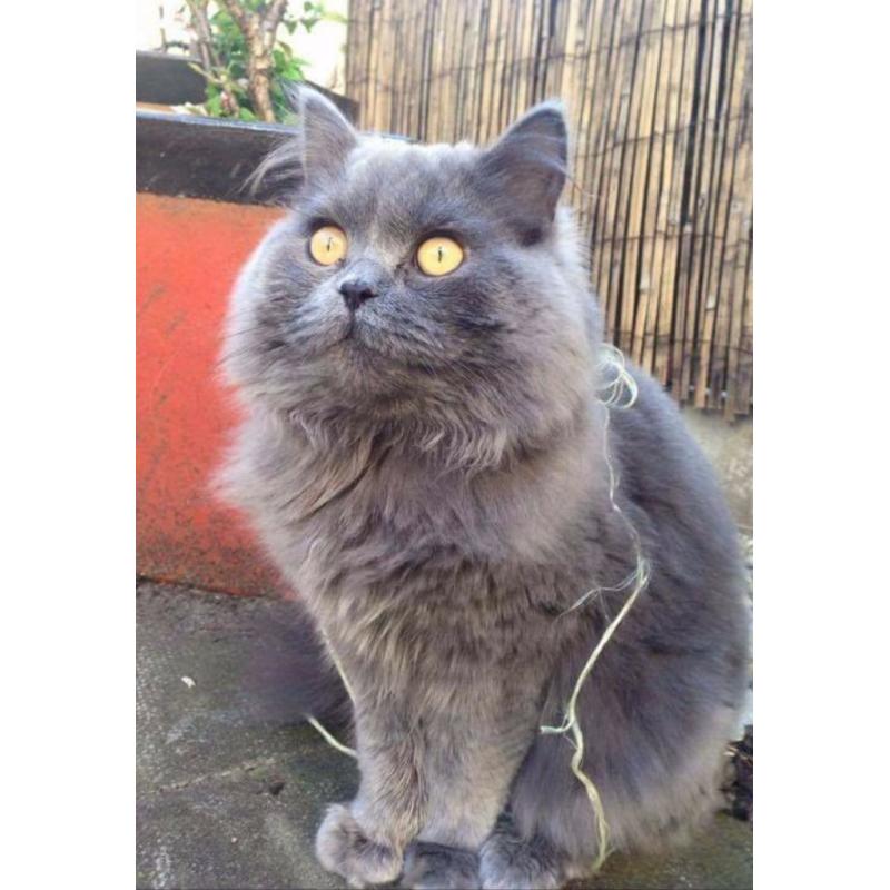 British blue boy