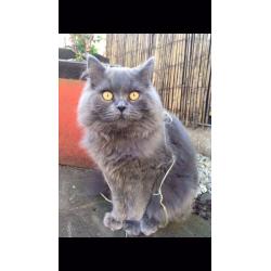 British blue boy