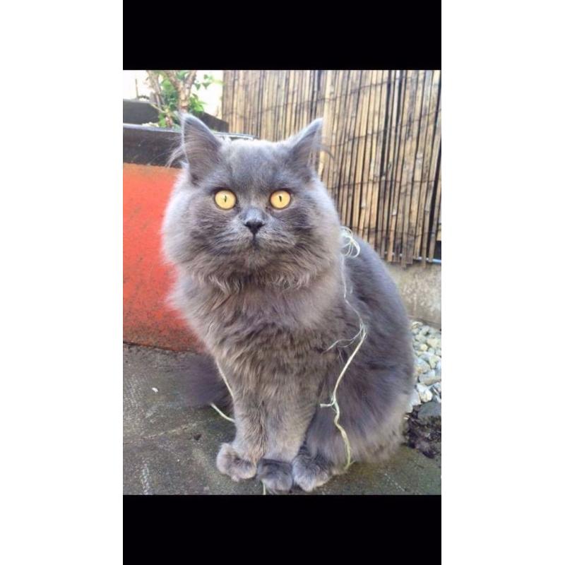British blue boy