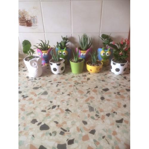 House plants