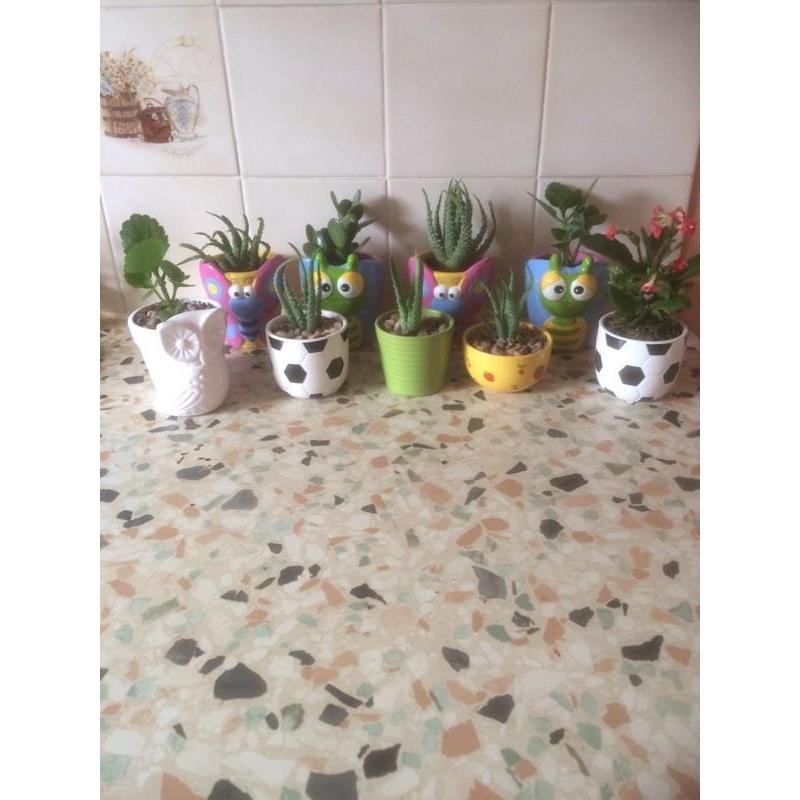 House plants