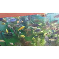 Tropical fish Variety or malawi cichlids