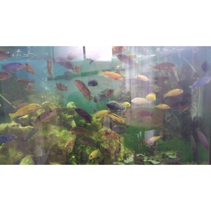 Tropical fish Variety or malawi cichlids