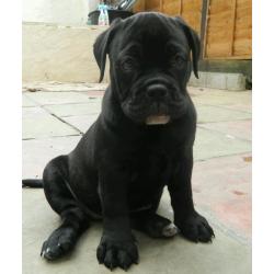 Female olde English bulldog