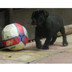 Female olde English bulldog