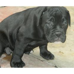 Female olde English bulldog