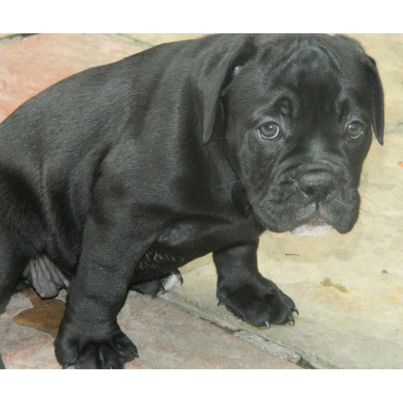 Female olde English bulldog
