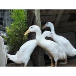 WHITE INDIAN RUNNER DUCKS for sale