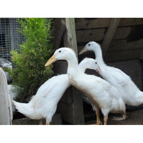 WHITE INDIAN RUNNER DUCKS for sale