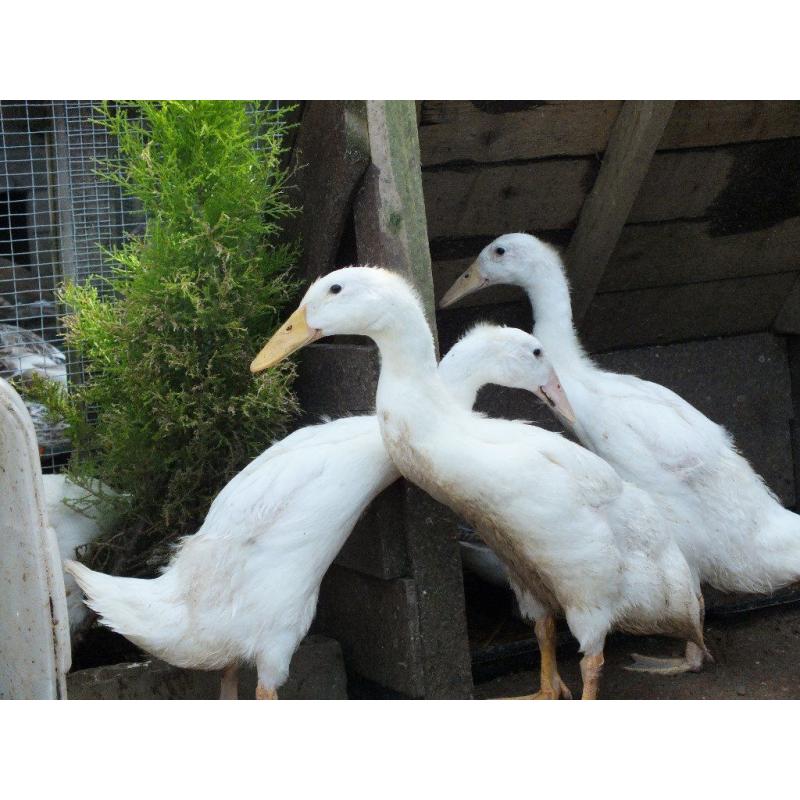 WHITE INDIAN RUNNER DUCKS for sale