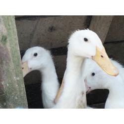 WHITE INDIAN RUNNER DUCKS for sale