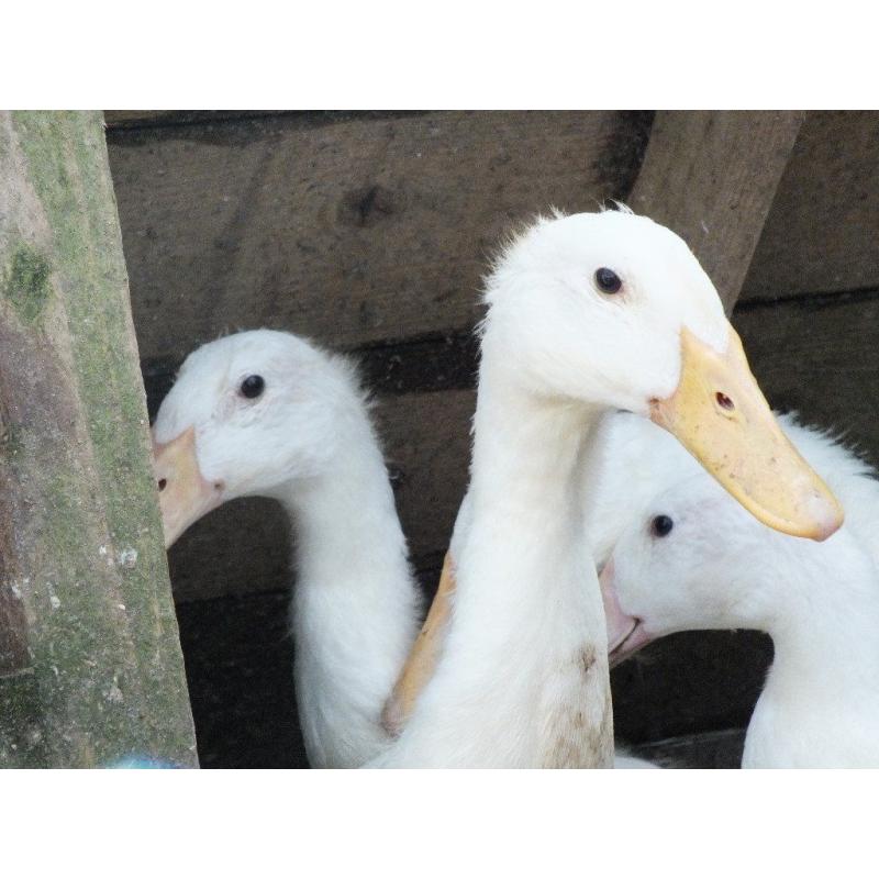WHITE INDIAN RUNNER DUCKS for sale