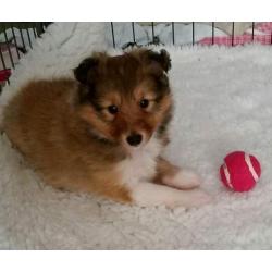 Shetland sheepdog puppy for sale