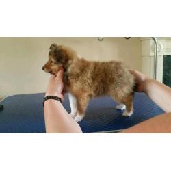 Shetland sheepdog puppy for sale