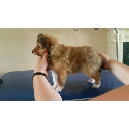 Shetland sheepdog puppy for sale